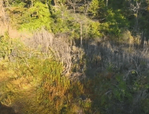 Invasive Species Drone Imaging